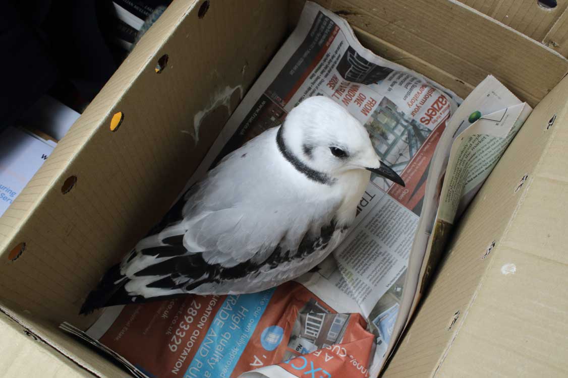 Dan Turner (@dant_coast) on Twitter photo Thurs, 1 Aug 2024.
It is special to be so close to a kittiwake, but a shame when they fall from their nest and require our assistance. Collected two more (one in photo) today from the south side of Tyne Bridge (<a href="/gateshead/">Gateshead Council</a> ) and passed to <a href="/B_W_R/">Blyth Wildlife Rescue</a> for care until release - Thank you! Thurs, 1 Aug 2024.
It is special to be so close to a kittiwake, but a shame when they fall from their nest and require our assistance. Collected two more (one in photo) today from the south side of Tyne Bridge (<a href="/gateshead/">Gateshead Council</a> ) and passed to <a href="/B_W_R/">Blyth Wildlife Rescue</a> for care until release - Thank you!