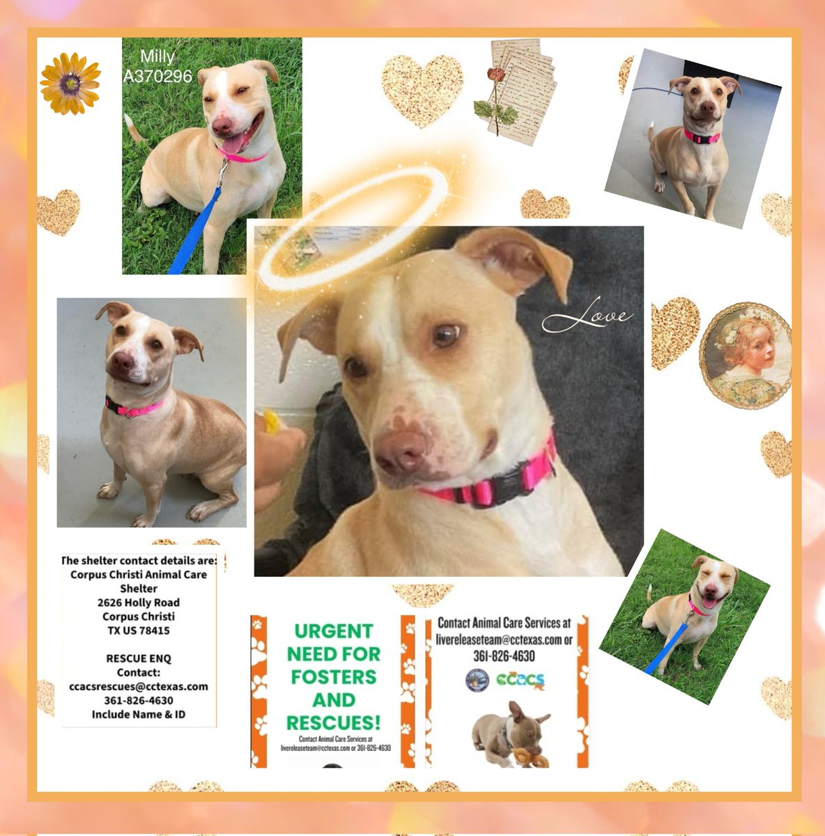 beeleevitonly's tweet photo. 📣🆘️MILLY #A370296 #BeaglePibble mix🎀
#CorpusChristi #TX will take her life 8/5😭
This girl is adorable! Started out shy, but rolls over for belly rubs, loves her 🧸stuffy ❤️
2 yo, HW neg! Has some hair loss, needs TLC💙, good food🍗🥩🥦and plenty of ⚽️🧸play
#RescueVillage #AdoptDontShop #Foster #pledge here for rescue🛟 🆘️