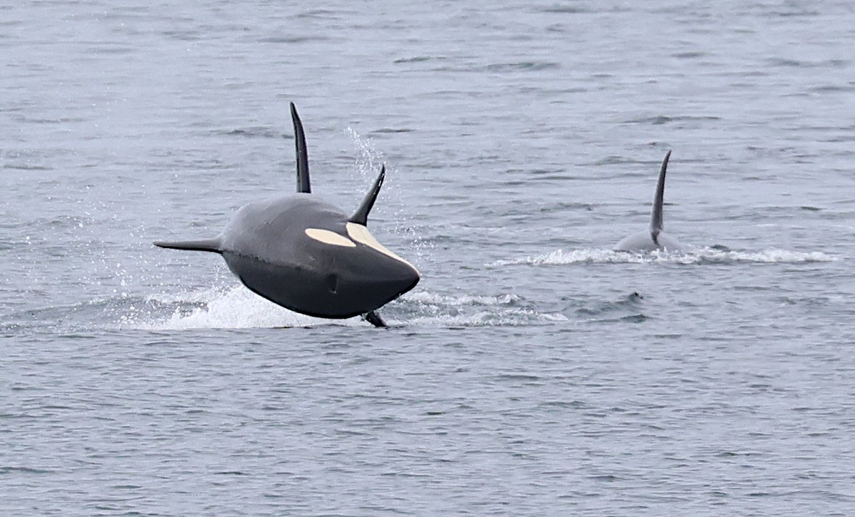 Chris Rodger tweet media