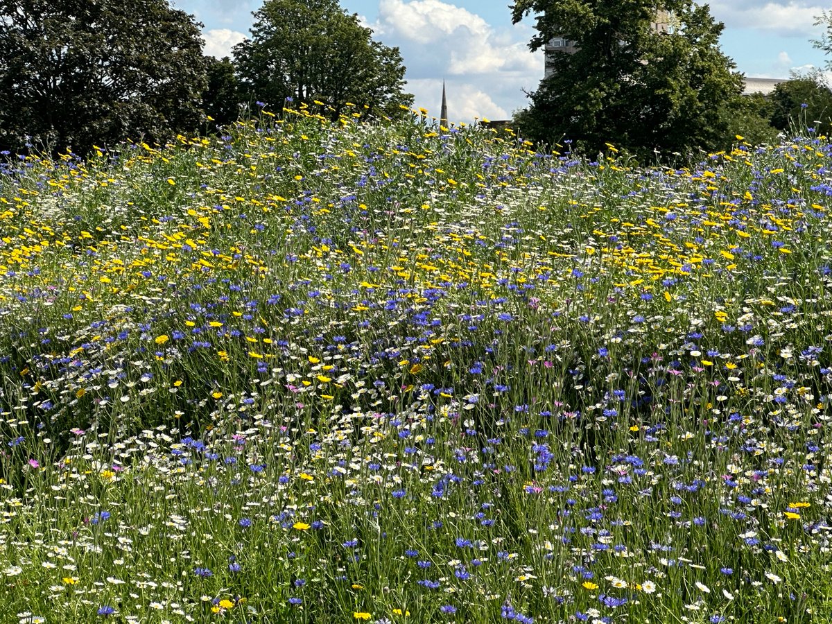 henryblittle's tweet photo. Please @LambethLabour can we have much more of this in  @EventBrockwell - the new wild flower meadow is lovely but doesn't make up for the unecessary destruction of other parts of our equally lovely @BrockwellParkCP https://t.co/kK9f1m8F5H