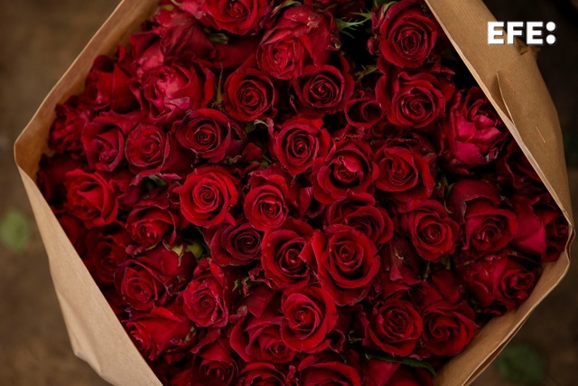 🌹Un equipo internacional de investigadores en el que participa la Universitat Politècnica de València (UPV) descubre el gen crucial en la formación de espinas de varias especies como las berenjenas o las rosas.

🌹Abre la puerta al desarrollo de nuevas variedades sin espinas.