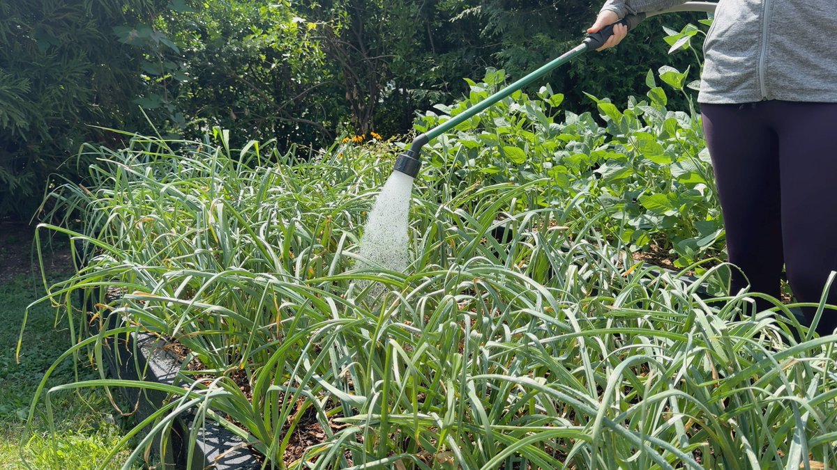 askresprout's tweet photo. 🧄💦 Proper #garlic watering is key for a great #harvest! Balance moisture, avoid overwatering, and know when to stop before harvesting. Master this for top-notch bulbs! https://t.co/rT7b1DkZLN https://t.co/yk6zofzppP