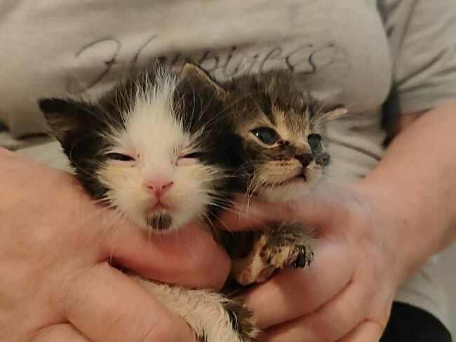 "Bez matki i nadziei: 5 kociąt potrzebuje Twojej pomocy".

ratujemyzwierzaki.pl/5-kociat-felin…