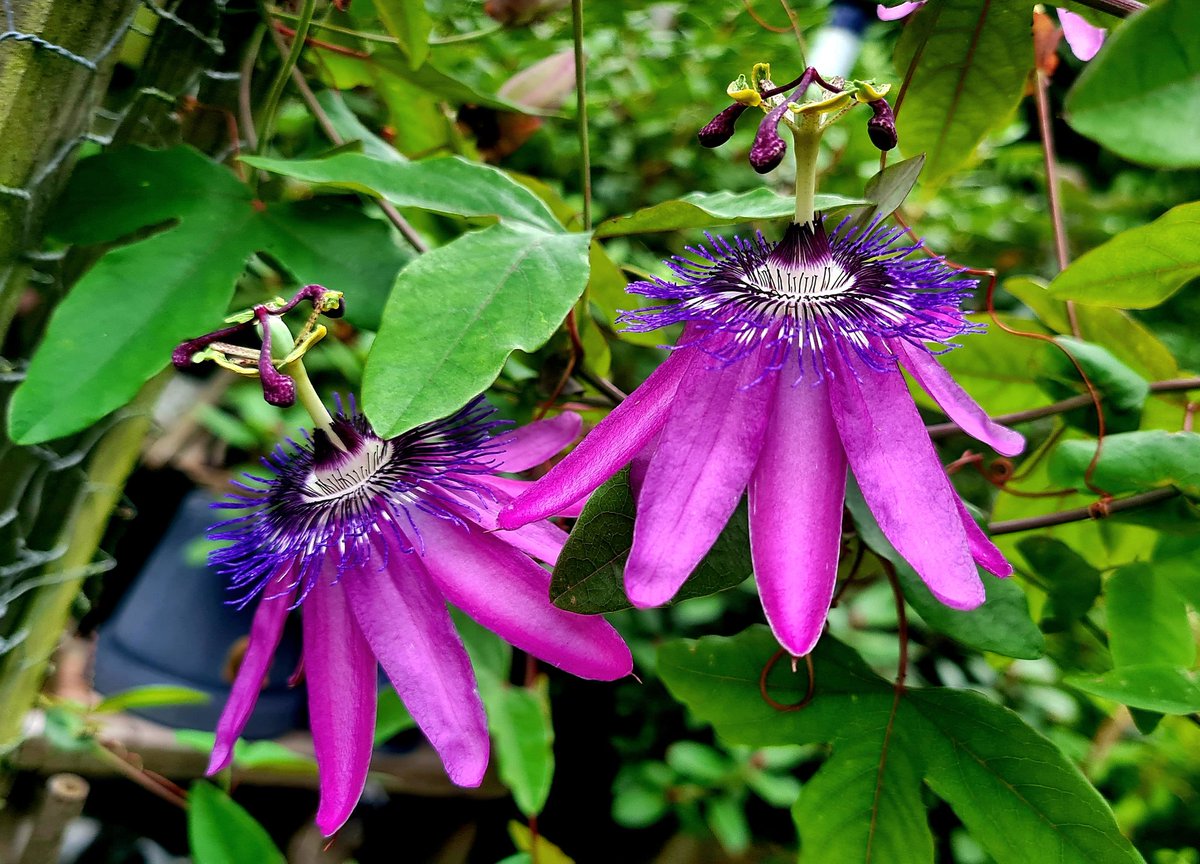 De passiebloem doet haar naam wel eer aan. Het is geen bloem maar een klein wonder. Top <a href="/FloraNederland/">Flora van Nederland</a> <a href="/NatuurenMilieu/">Natuur & Milieu</a> @Natuurmonument <a href="/bloemenblad/">Bloem&Blad</a> #passiebloem <a href="/FlevolandWeer/">Flevoland Weer</a> <a href="/weermanrobert/">➡️ Robert de Vries</a>