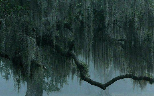 elemmiressoul's tweet image. fairy forest.ྀ࿐