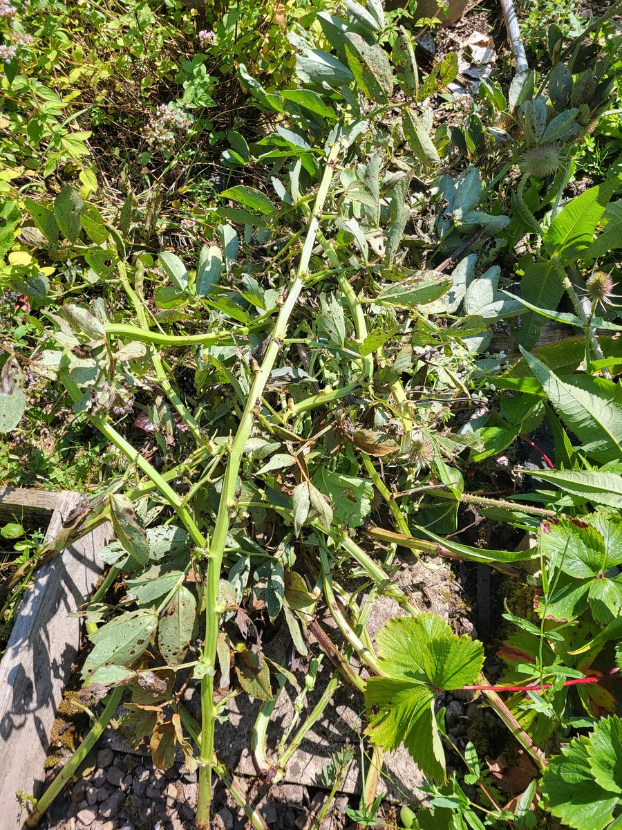 Joanne Fletcher 🏳️🌈🌱 tweet media