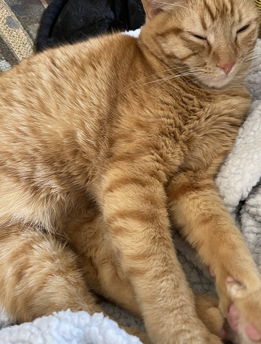 baiibaby's tweet photo. Birthday baby!!! Our lil’ orange brain cell is 6! 🐱🥳🧡 https://t.co/EifHL11UCh