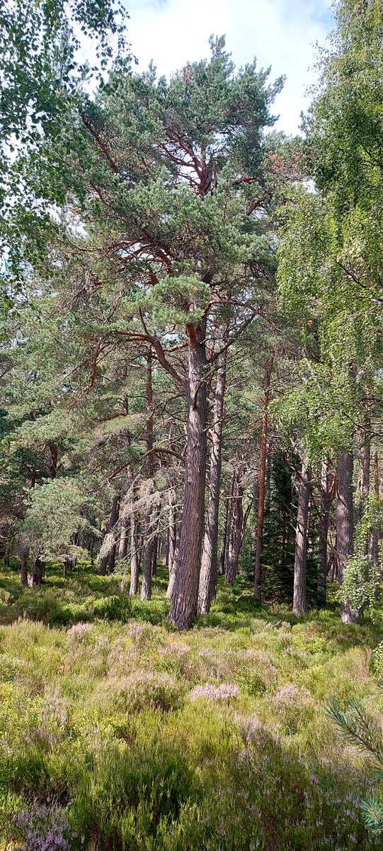 Michael50392771's tweet photo. Out in the Carrbridge woods #Strathspey https://t.co/5dzYFryj23