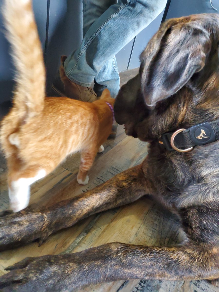 Onyx takes a nap #dog #GOLD