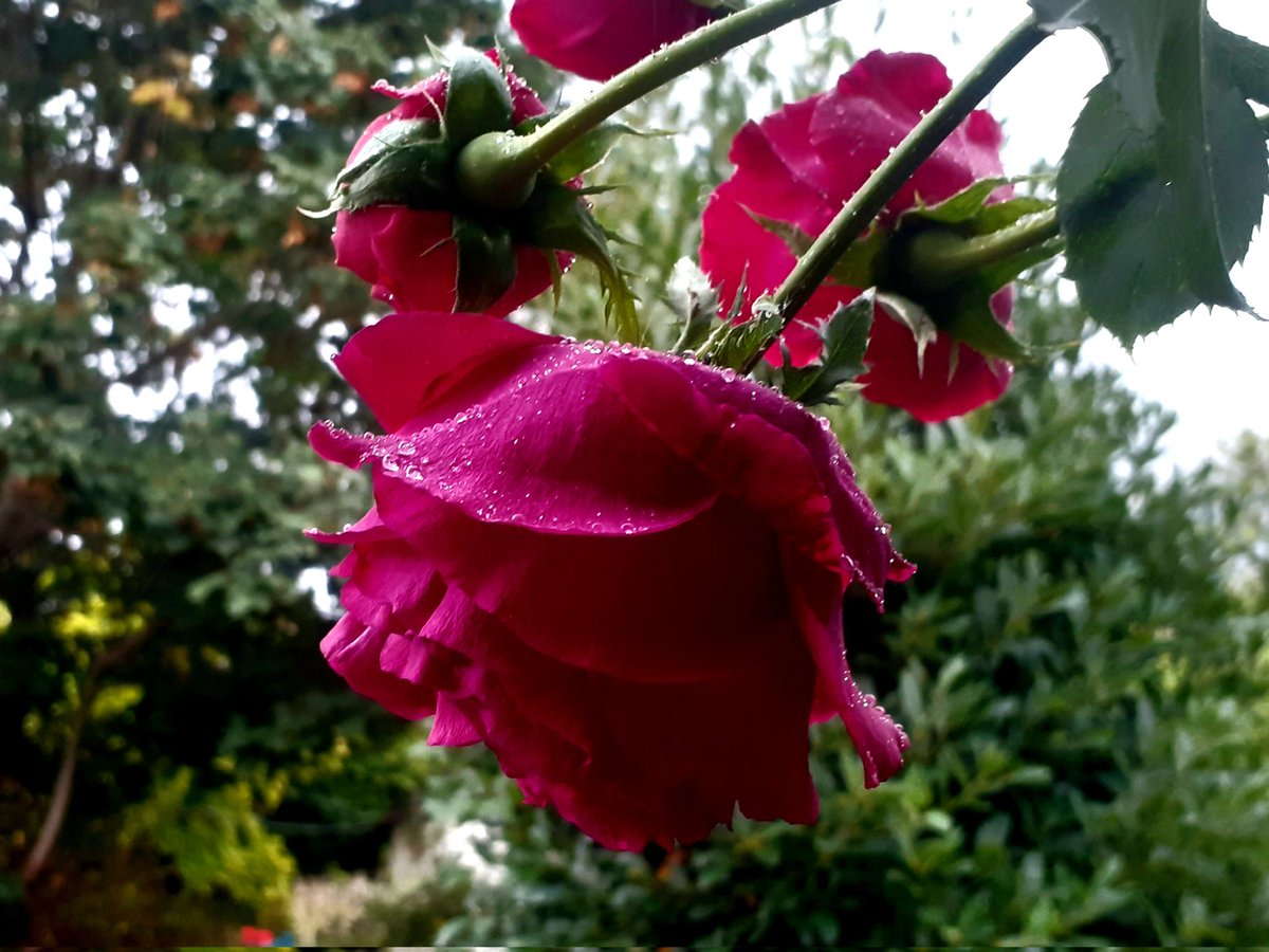 Hey, raindrops on roses! Just getting the kitten and the goose ready.