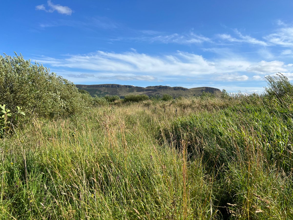 Jeremysquire's tweet image. Removing industrial amounts of Himalayan Balsam from Loch Leven. Here is an after and before picture. #inns