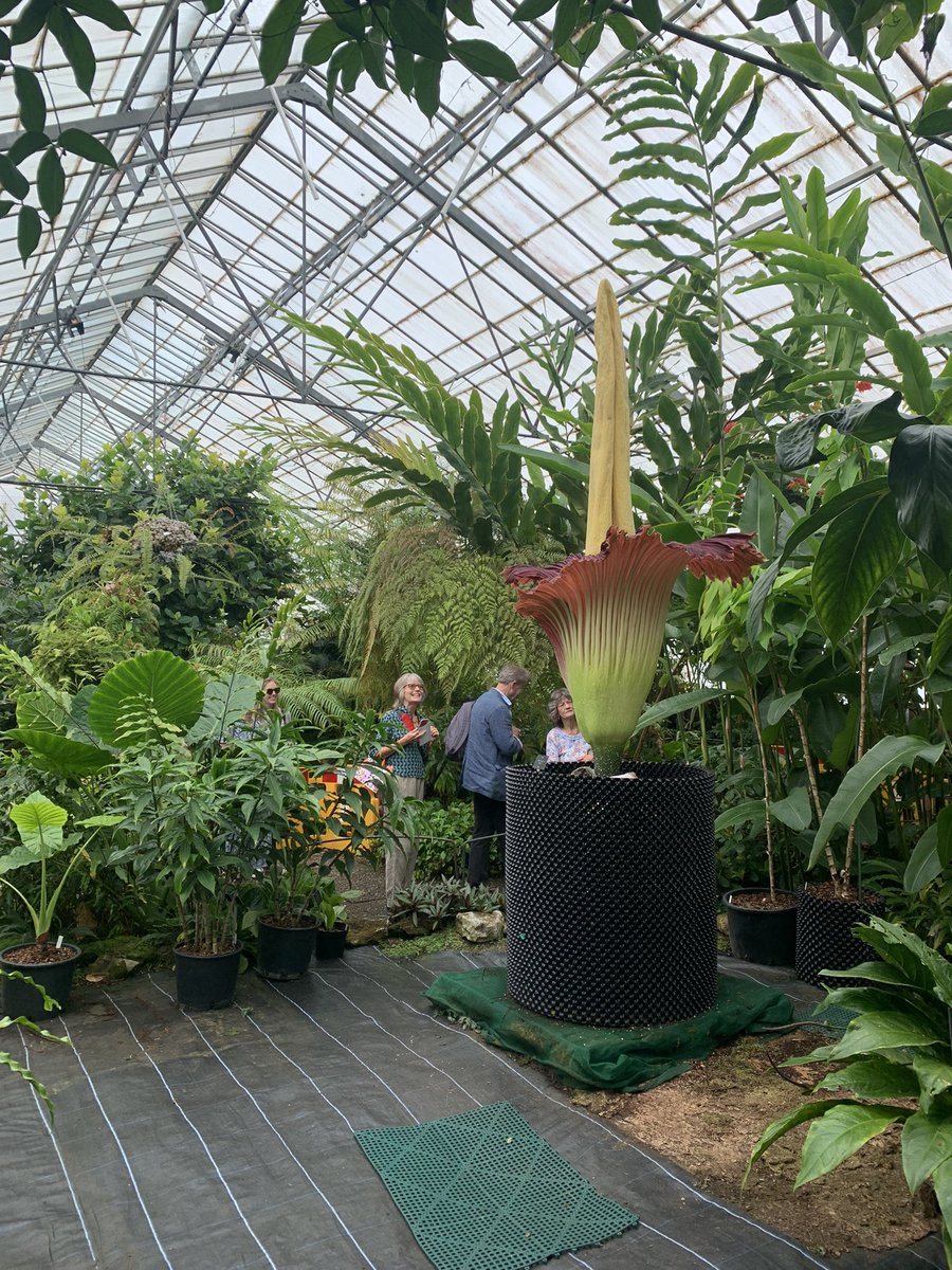 Great to visit <a href="/TheBotanics/">Royal Botanic Garden Edinburgh</a> today and see <a href="/TitanArumRBGE/">Titan Arum Edinburgh</a> - New Reekie - and really good to be briefly back inside their glass houses 💚

Tickets for Friday available here 
eventbrite.co.uk/e/visit-the-ti…