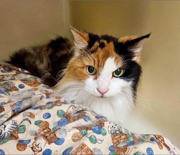 Sasha’s human had a stroke and Sasha was taken to the vet to be euthanized. They refused. Sasha is now at Laps And Naps for Senior Cats in Hickory, NC. She is estimated to be around 15+, in good health, sweet and quite talkative. Email info@lapsandnaps.org for adoption info.