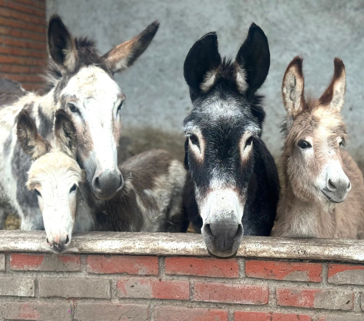 sereslibres_mx's tweet photo. Vean nada más que belleza de foto, ellas son 2 mamás rescatadas del abuso y explotación, ahora tienen una vida digna y llena de amor, ambas viven en libertad con sus bebés, ellos nacieron fuera de los infiernos que viven estos animalitos. TODOS SON BURRITOS FELICES. https://t.co/xG9hWGdgpQ