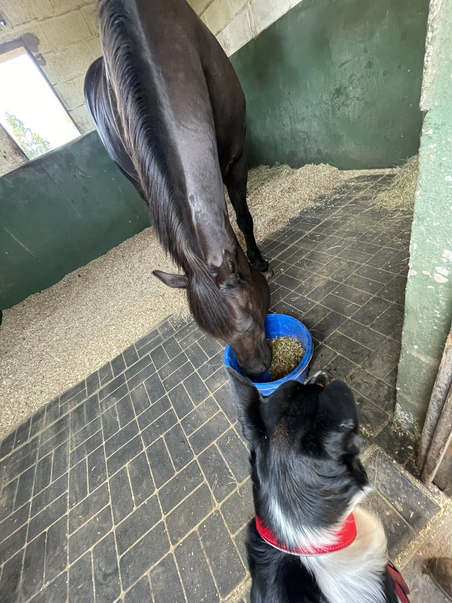 PipTheCollie tweet media