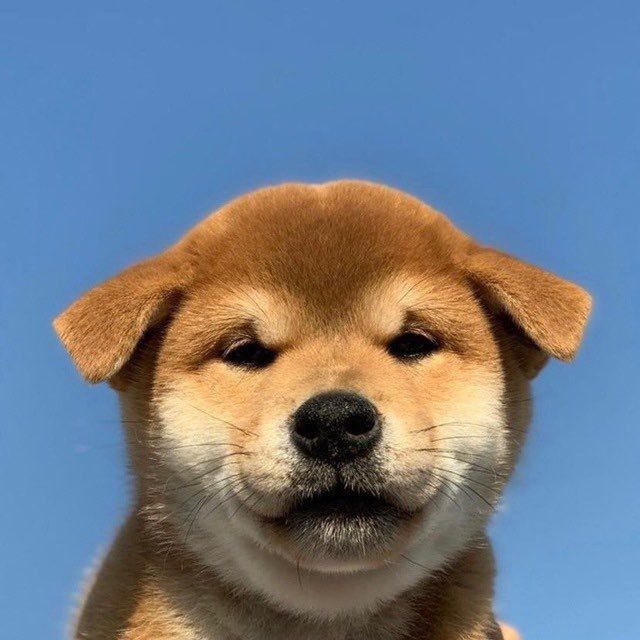 MoyaCto's tweet photo. @MasonVersluis Hey @MasonVersluis this $MOYA 🐶 UP ⬆️ 

CA: AoHrtj4JaXXoHvaGC4TB9qGq3NPxN4pQvNzQzoJUpump https://t.co/v4GzinOlHz