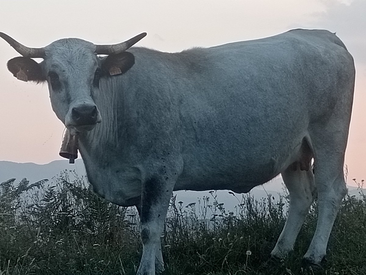 xaiecologic's tweet photo. Ho té tot, totes les característiques d'aquesta llegendària raça rústica de muntanya.
M'encanta aquesta vaca, tot i el seu caràcter esquerp propi de les muntanyes... 
#Gascona
#SomRaçaAutòctonaDeMuntanya https://t.co/lUPyunUw9S
