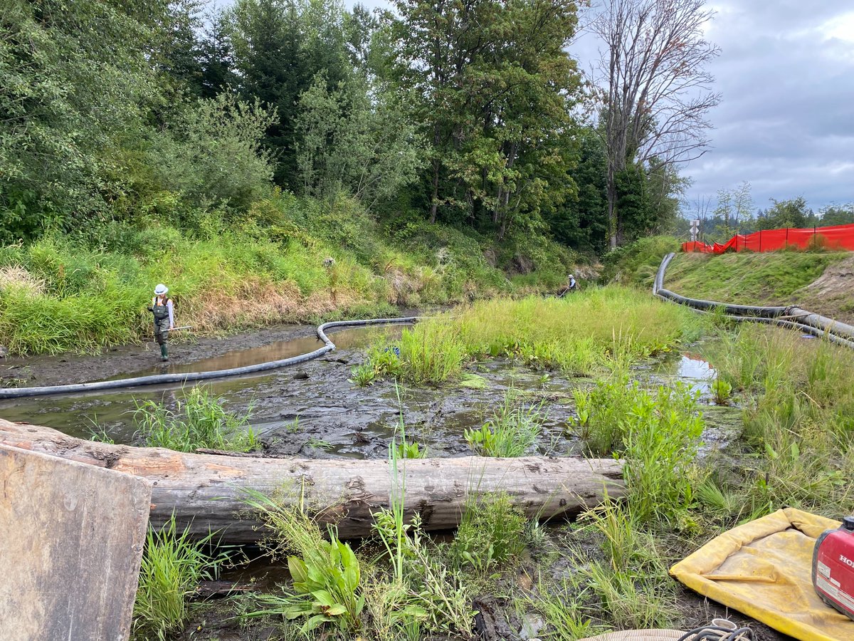 AtkinsonBuilds's tweet image. 🐟 Fish windows are open on our SR 167/I-5 to SR 509 project. The team is busy herding fish out of Hylebos Creek and Surprise Lake Tributary to construct 10K LF of new stream channel and 6 new fish passages. 

#AtkinsonBuilds #construction #fishpassage  #washington #tacoma