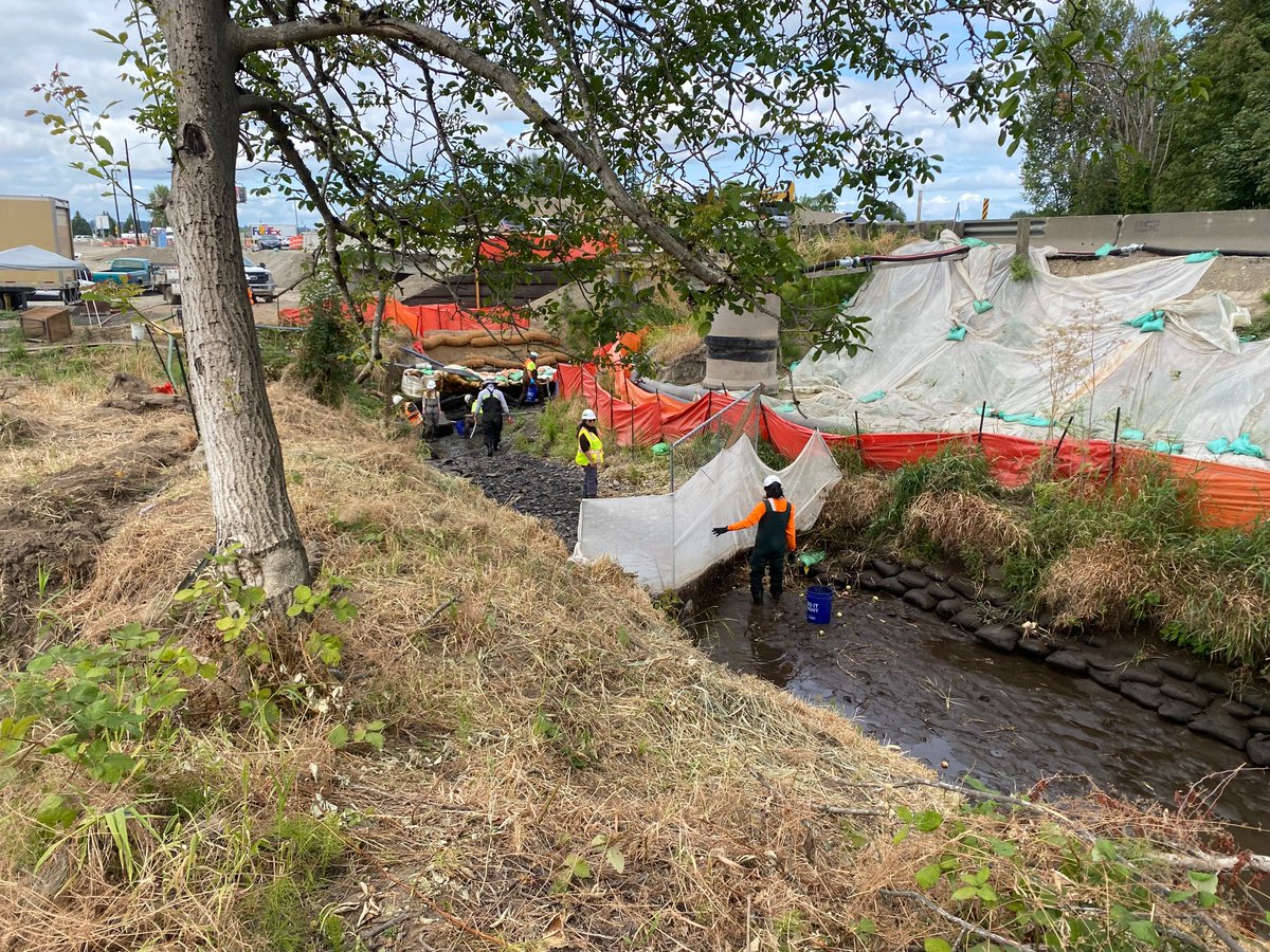 AtkinsonBuilds's tweet image. 🐟 Fish windows are open on our SR 167/I-5 to SR 509 project. The team is busy herding fish out of Hylebos Creek and Surprise Lake Tributary to construct 10K LF of new stream channel and 6 new fish passages. 

#AtkinsonBuilds #construction #fishpassage  #washington #tacoma