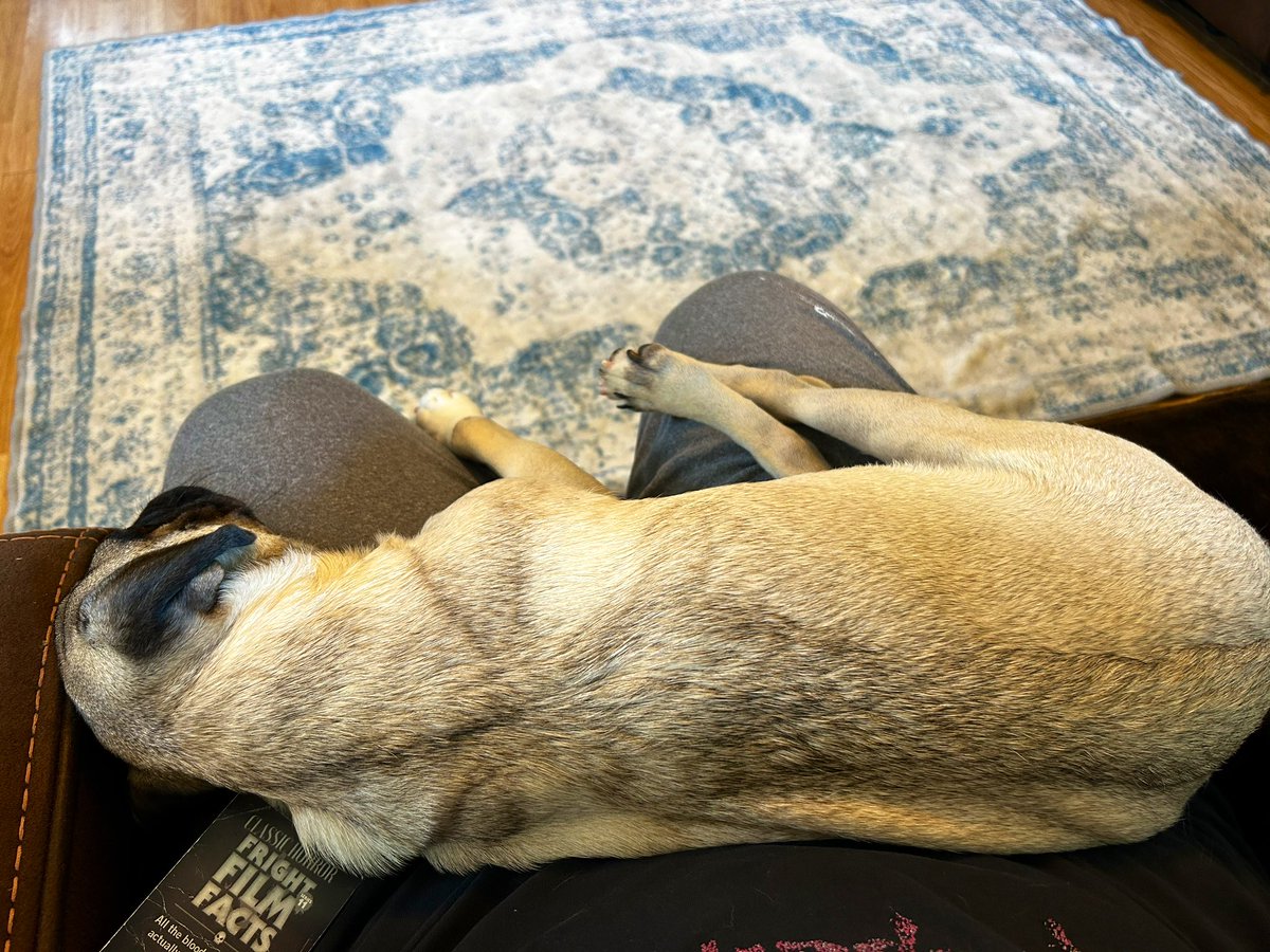 Para_Mystery's tweet photo. He used to be so little. #pugs https://t.co/uuTyhh3SNJ