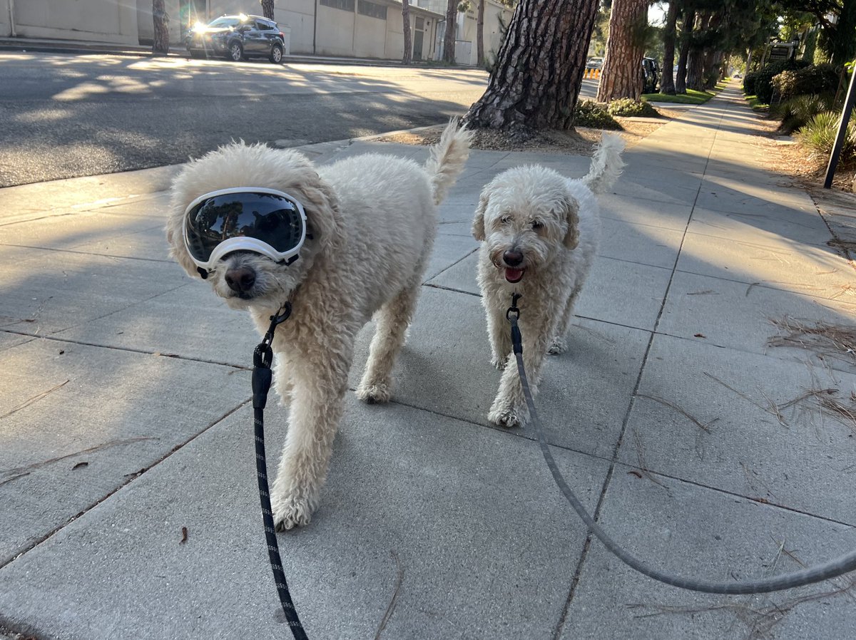 For a pick-me-up, please enjoy this pic of my dog in sunglasses (he's older and has sensitive eyes so it seems to help). He's the new neighborhood celebrity!