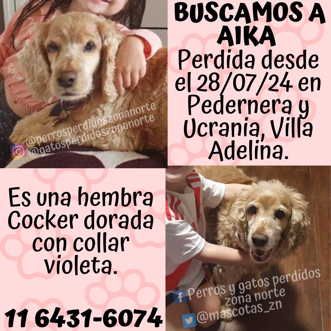 🟠BUSCAMOS A AIKA🟠
Perdida desde el 28/07/24 en Pedernera y Ucrania, Villa Adelina.
Es una hembra Cocker dorada con collar violeta.
Si la viste comunícate con @silviisolee al 11 6431-6074.
☑️DIFUNDIR☑️