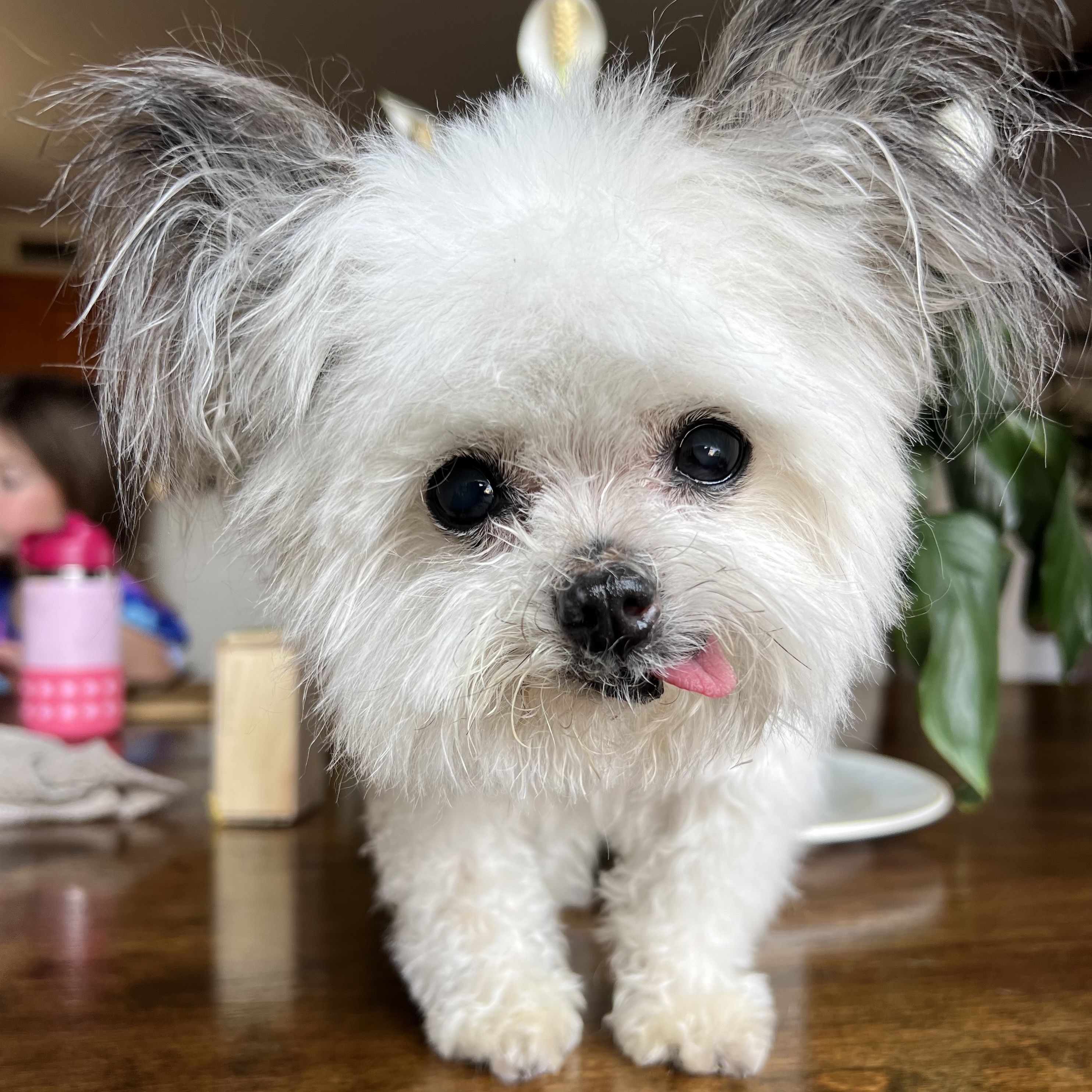 Norbert the dog shop hotsell