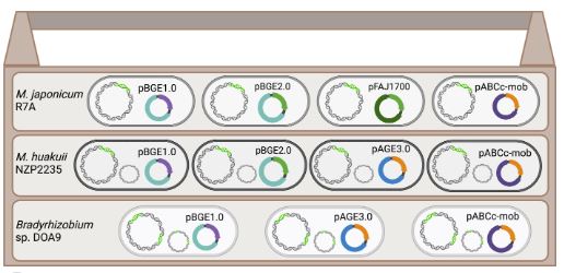 Canadian Journal of Microbiology (@canjmicrobio) on Twitter photo 📣 Aug #EditorsChoice (2 of 2!) of <a href="/CanJMicrobio/">Canadian Journal of Microbiology</a> 🔬
Identifying functional multi-host shuttle plasmids to advance synthetic biology applications in Mesorhizobium and Bradyrhizobium | Meaney et al
🔗ow.ly/poie50SOm2B
<a href="/jordynsmeaney/">Jordyn Meaney (they/xe)</a> @KarasLab@George_diCenzo <a href="/karidunfield/">kari dunfield</a> 📣 Aug #EditorsChoice (2 of 2!) of <a href="/CanJMicrobio/">Canadian Journal of Microbiology</a> 🔬
Identifying functional multi-host shuttle plasmids to advance synthetic biology applications in Mesorhizobium and Bradyrhizobium | Meaney et al
🔗ow.ly/poie50SOm2B
<a href="/jordynsmeaney/">Jordyn Meaney (they/xe)</a> @KarasLab@George_diCenzo <a href="/karidunfield/">kari dunfield</a>