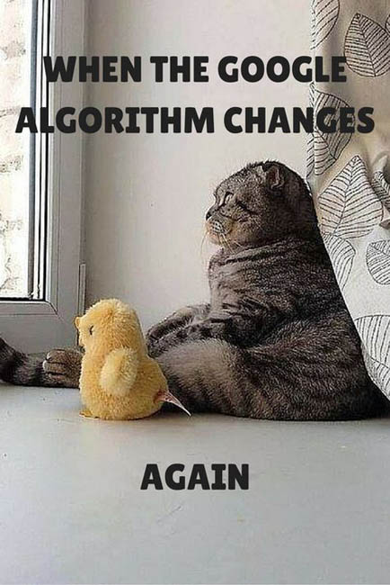 finch_ppc's tweet image. Google algorithm change got you feeling like this cat?
Let's chat and keep your business purring smoothly. #DigitalMarketing #GoogleAlgorithm