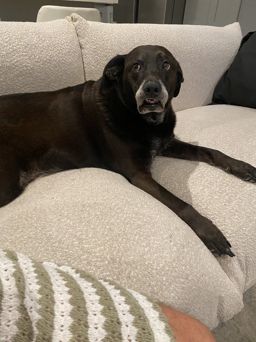 devynlundy's tweet photo. It’s Navi’s 10th Birthday!!!! She is officially in her double digits. 🥺🥹 Happy birthday to my sweet girl. The nicest girl you’ll ever know. https://t.co/WQP0JKFg1v