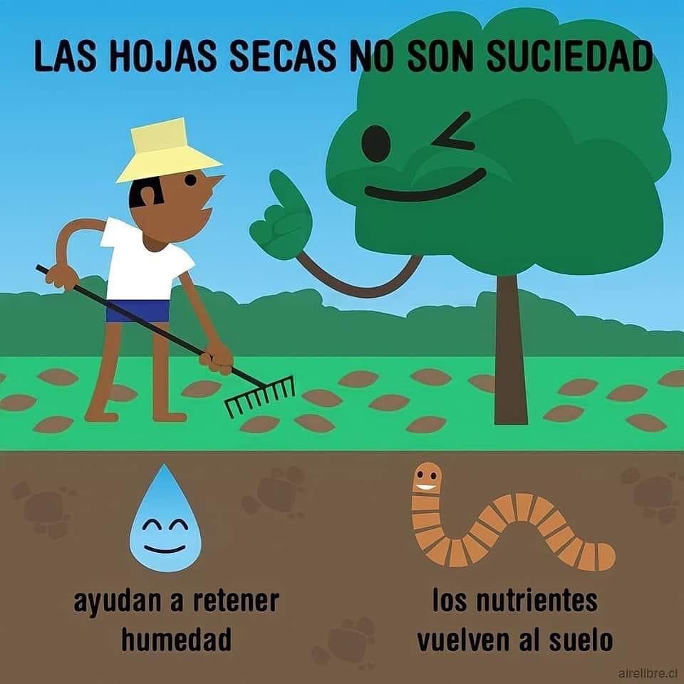 EnsedeCiencia's tweet image. Un dato importante. 🌱