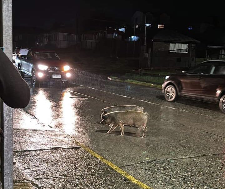 En Castro alto y sin permiso de la mamá.