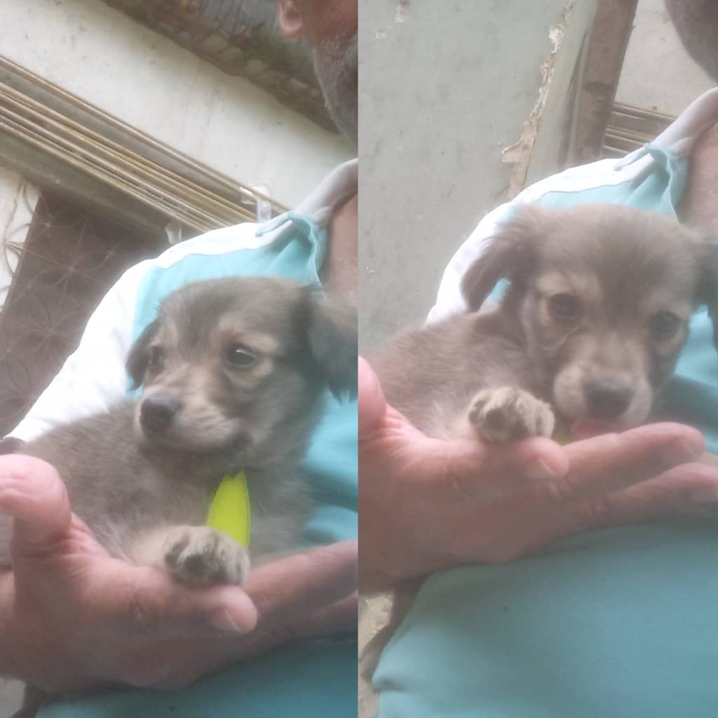 Difundo. El necesita con urgencia una familia amorosa responsable 3 meses raza pequeña en situación de calle Caracas 04241374635 solamente msj Wasap hasta 10 pm