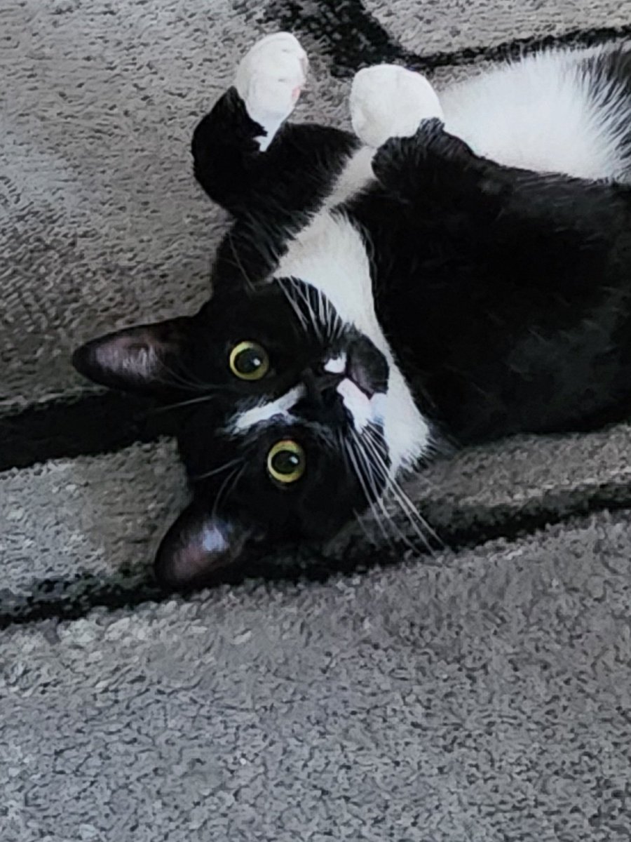 Well, hello there! 🥰
#figaro #shadow #kitten #spike #catslife #tuxie #tuxiegang #tuxiesrule #tuxedocats #gingerkitty #bondedbrothers #CatsLover #BondedPair
#tuxedocat #caturdaycuties #AdoptDontShop #lovemycats #whiskerswednesday