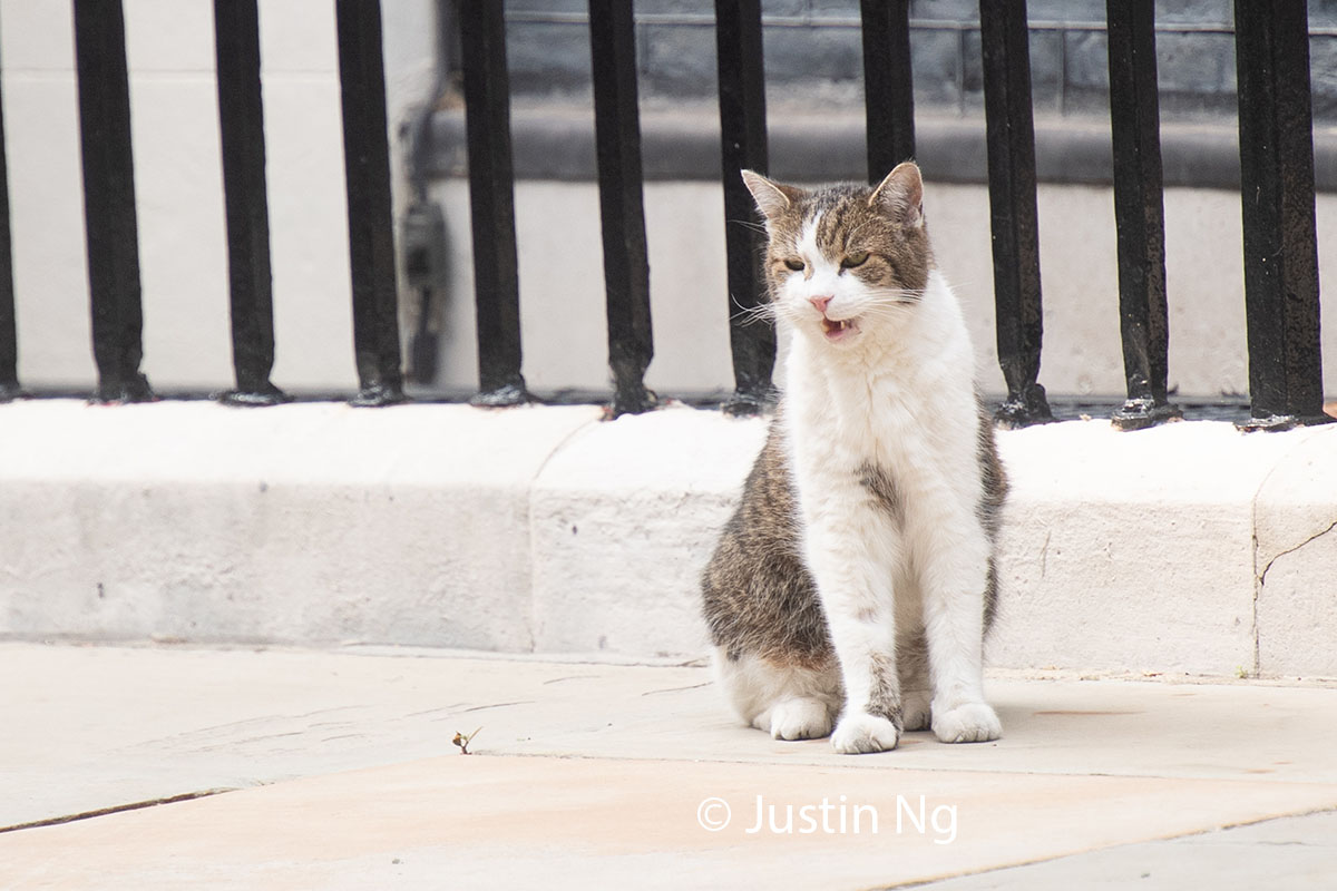 Justin Ng tweet media