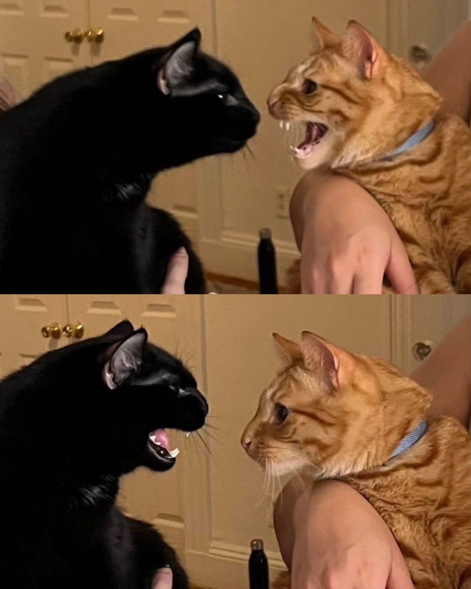 Posts Of Cats tweet media
