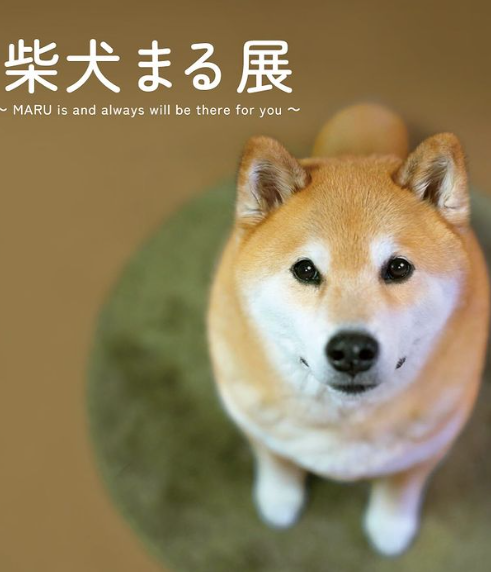 MaruTaroCoin's tweet photo. $MARU is and always will be there for you.

This #ShibaInu is resilient! 

We continue to push!

$NEIRO $SHIB $DOGE https://t.co/v9a4l3DrGJ