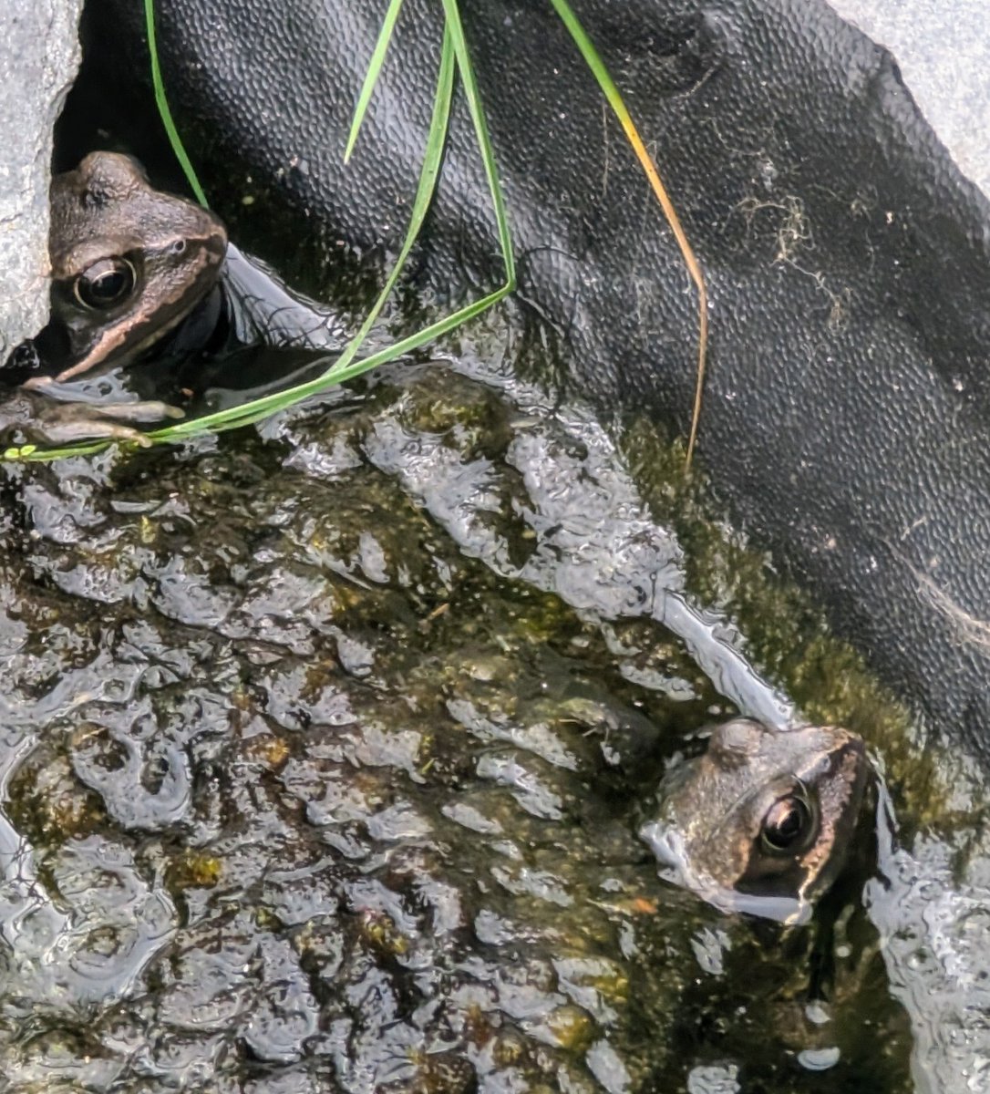 Richard Armstrong tweet media