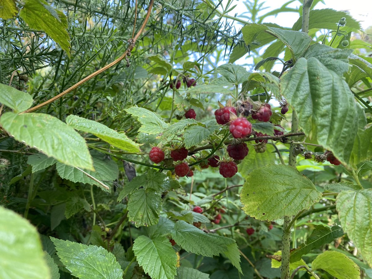 Are the rasps out early this year?