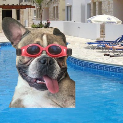 Even my dog is inth pool.
Go buy some $DIP