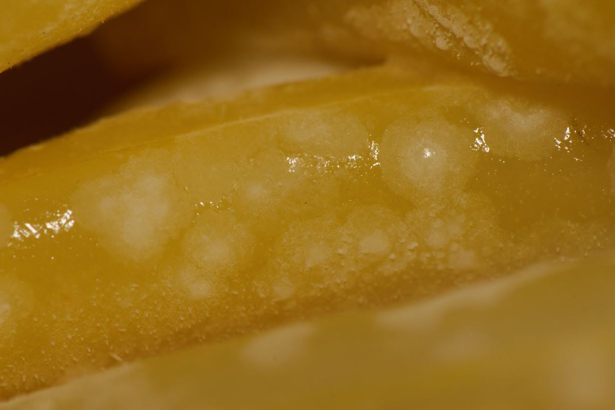 Walter P. Pfliegler tweet media