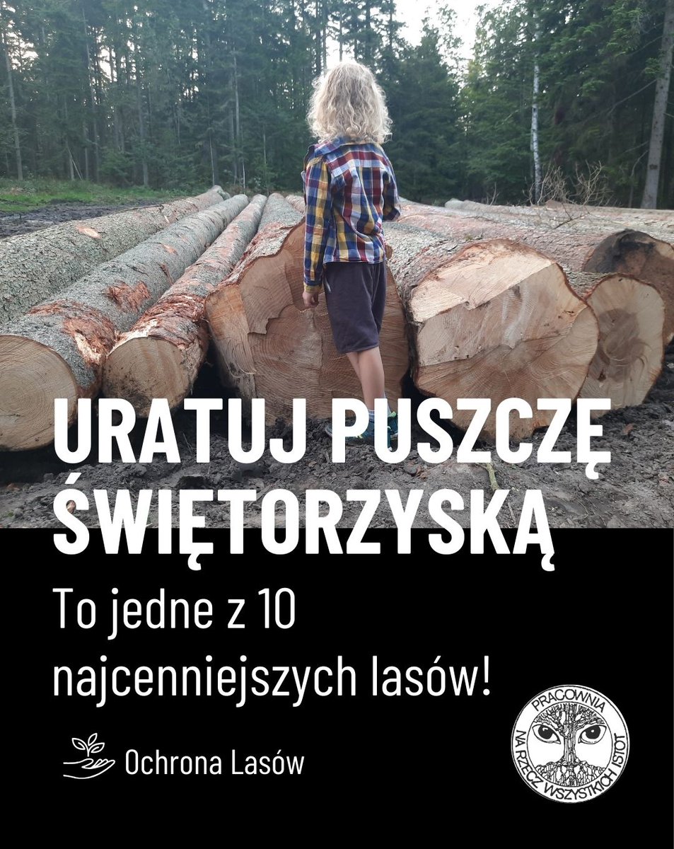 Dzięki moratorium <a href="/MKiS_GOV_PL/">Ministerstwo Klimatu i Środowiska</a>
na wycinkę🟠 drzew w 🔟najcenniejszych lasach #PuszczaŚwiętokrzyska bezpieczna tylko przez chwilę???
Nie o to chodziło.
Weź udział w konsultacjach 📩lasy.pracownia.org.pl/dzialaj/skonsu… 🌳🌲 i pomóż utrzymać ochronę w najcenniejszych lasach
⏰ do jutra!
