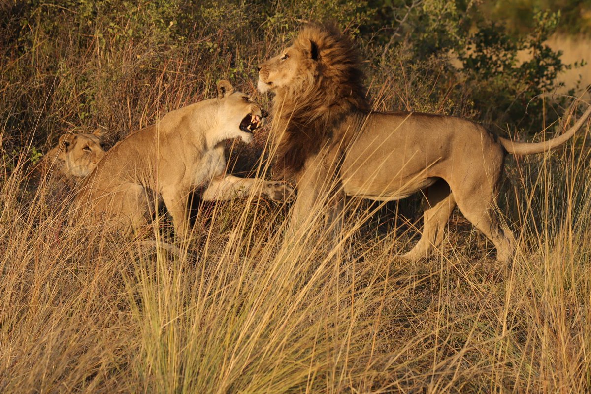 Okavango Delta tweet media