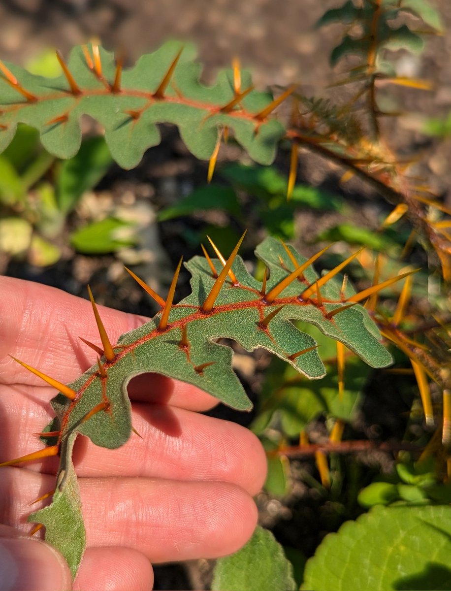 Chris Thorogood tweet media