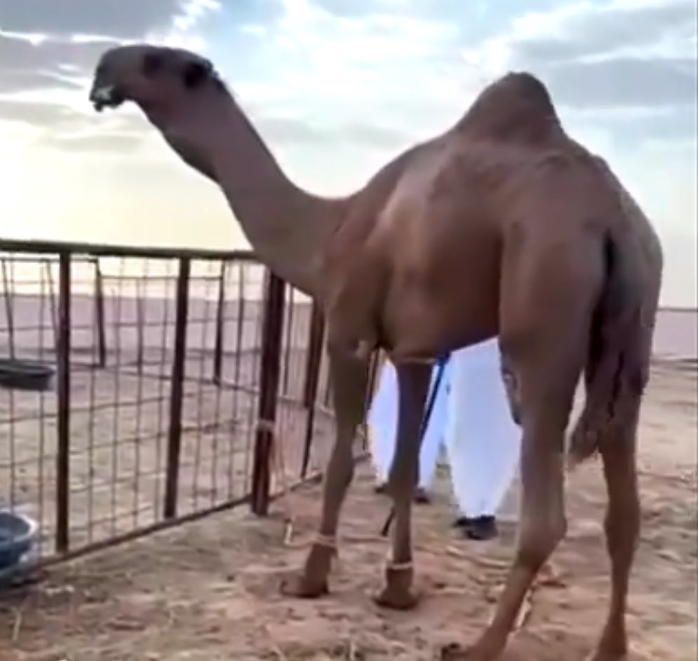 _79999's tweet image. مشتراء بدر الضباطي من غانم الحبردي قعود على #موج ابن جفران

لاوالله راح حلالنا الزين يستاهل من شراه والله يبارك له 

ماشاء الله