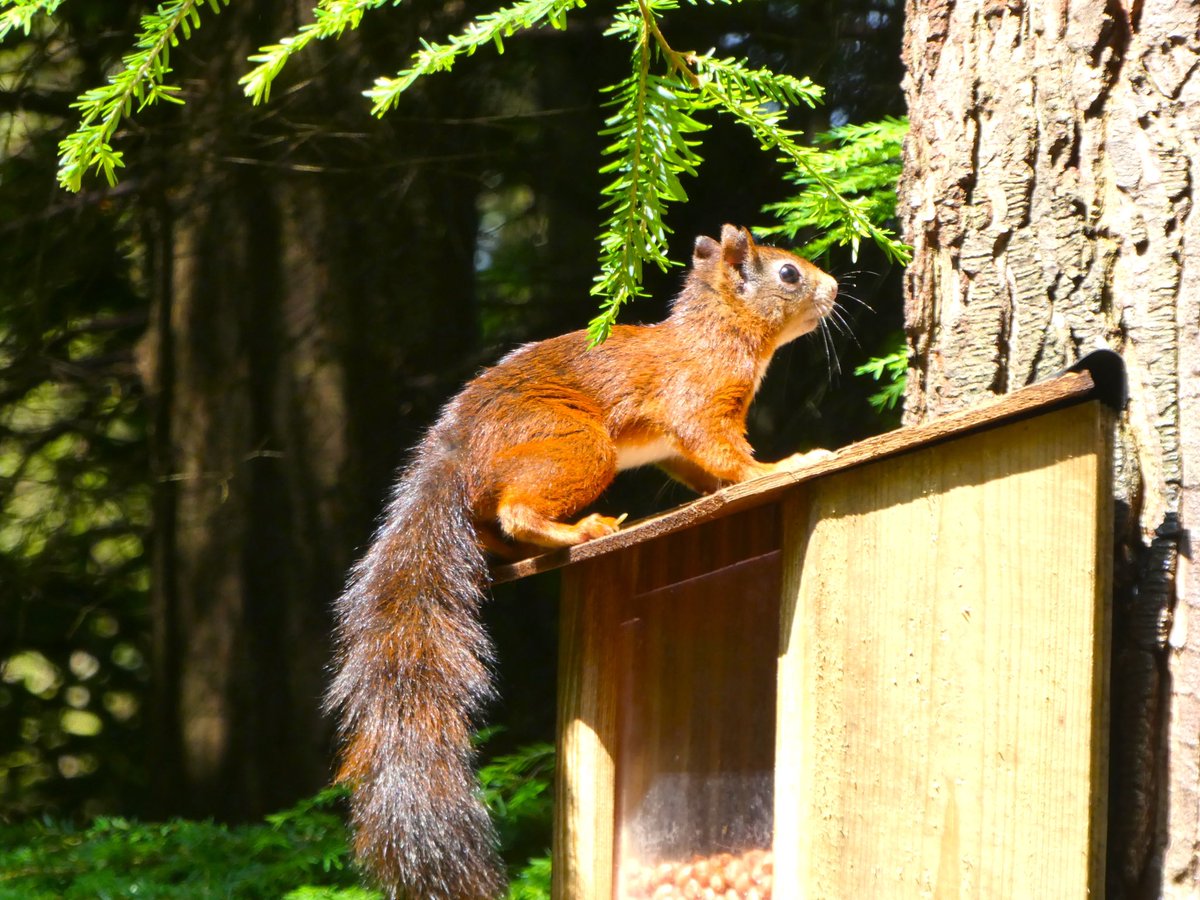catrionaduggan's tweet image. I went to Arran today in the hope of spotting a red squirrel and I am beyond happy to have seen this guy! 🧡

What a beautiful creature 🐿️

#Arran #redsquirrel #Brodick #Scotland