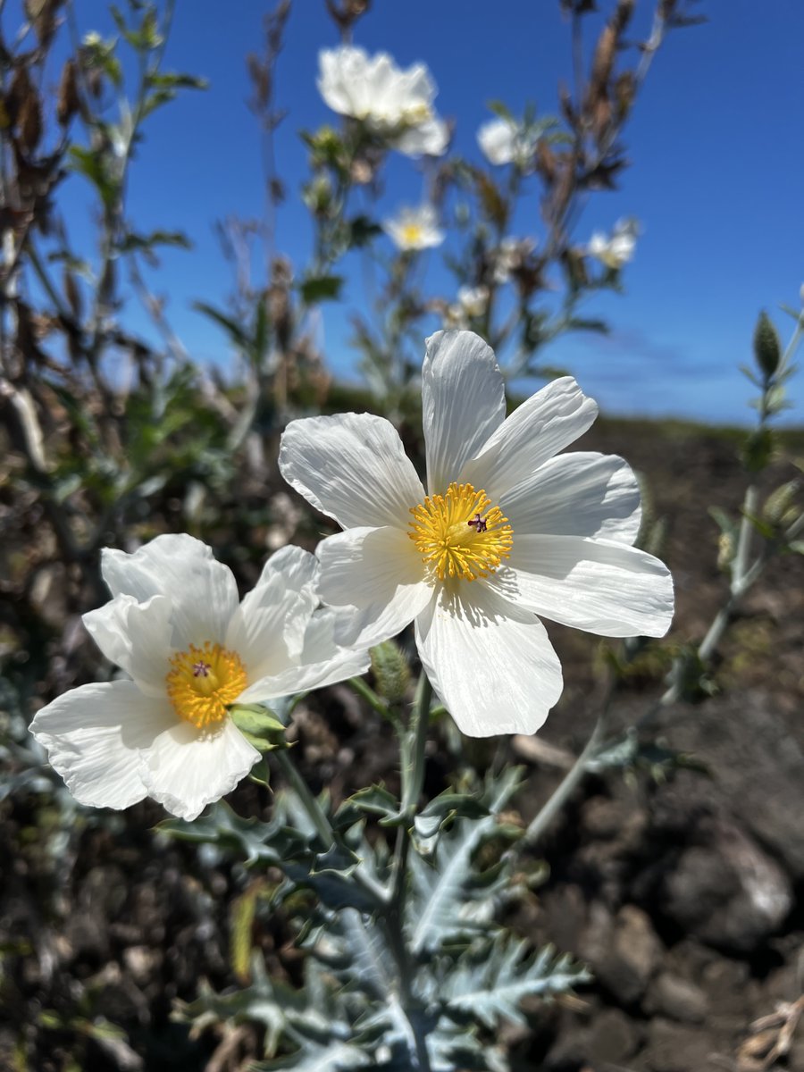 HIPacParks's tweet photo. HPPA's Kim loves Hawaiian flowers πΊ& these Hawaiian poppies, pua kala, so tenacious and so bright out in a harsh, hot, rugged lava landscape caught her eye and she wanted to share that with you.
#TeamHPPA #ThisIsWhereWeWork #KalokoHonokoHau #PuaKala #HawaiiParks #ThanksKim https://t.co/rGsVQU84nn