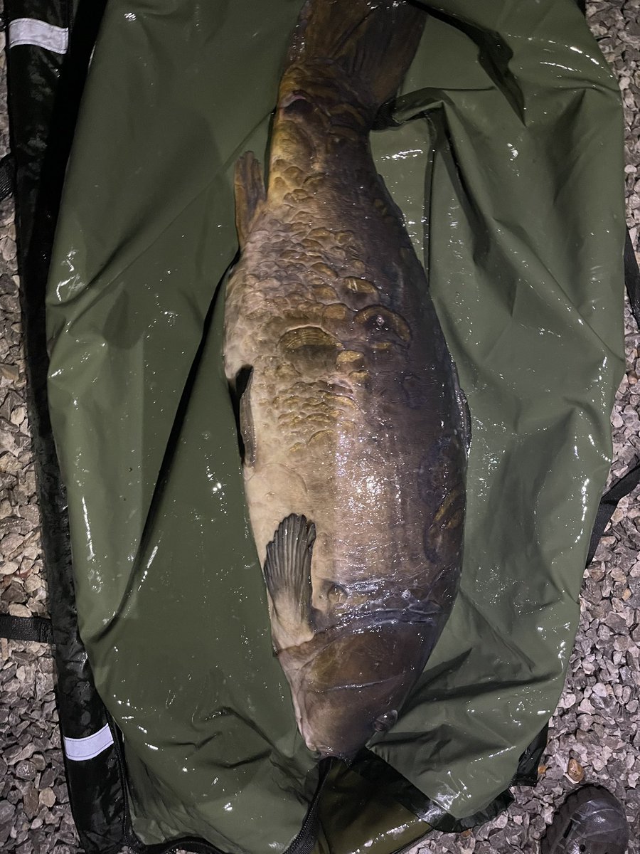 Ash_Lorraine1's tweet photo. Had starburst last night must luv the S7 4th time she’s graced my net recently #dnabaits #carpfishing #S7 https://t.co/HXqguypu1L
