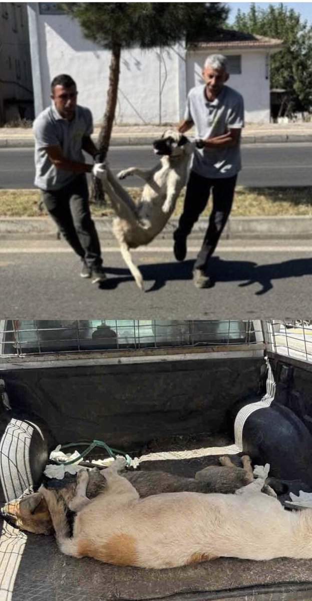 Yasaya evet diyenler de onaylayanlar da umarım aynı şekilde can verirsiniz. Sizin gibi canlılarla aynı dili konuştuğum için bile utanç ve acı duyuyorum. Adi ve canisiniz! 

Not: Bugüne kadar kaç insan köpek saldırısından öldü, kaç insan insanlar tarafından?

#YasaDeğilCinayet