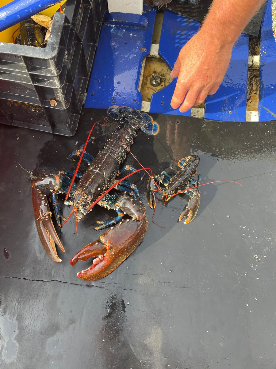 John MacInnes tweet media